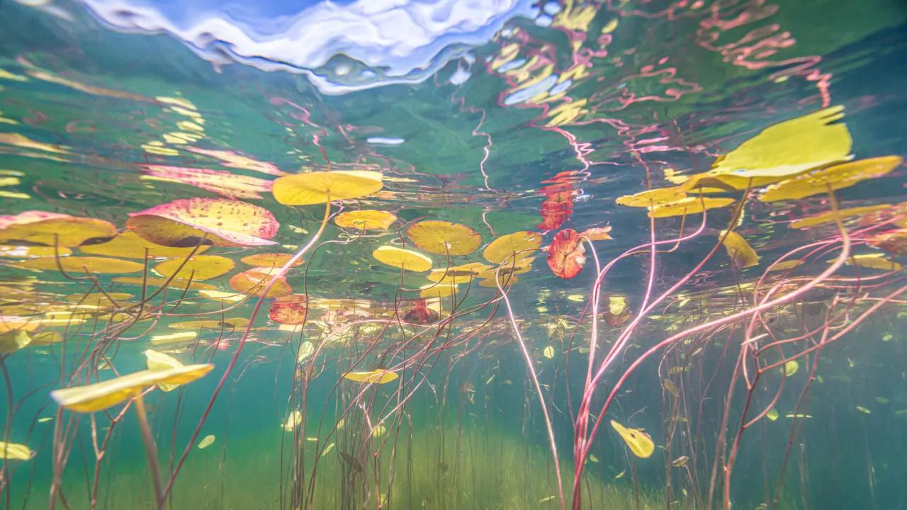 Under Monet's Pond 莫奈