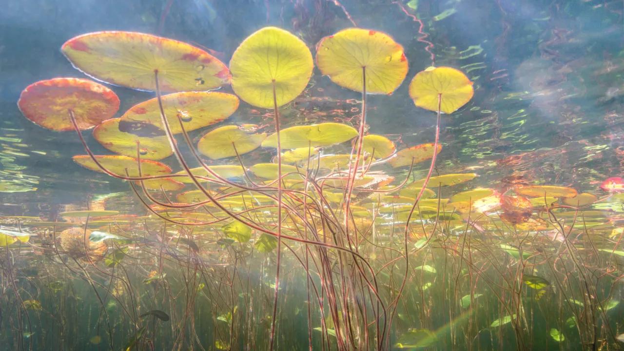 Under Monet's Pond 莫奈