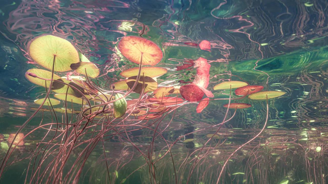 Under Monet's Pond 莫奈