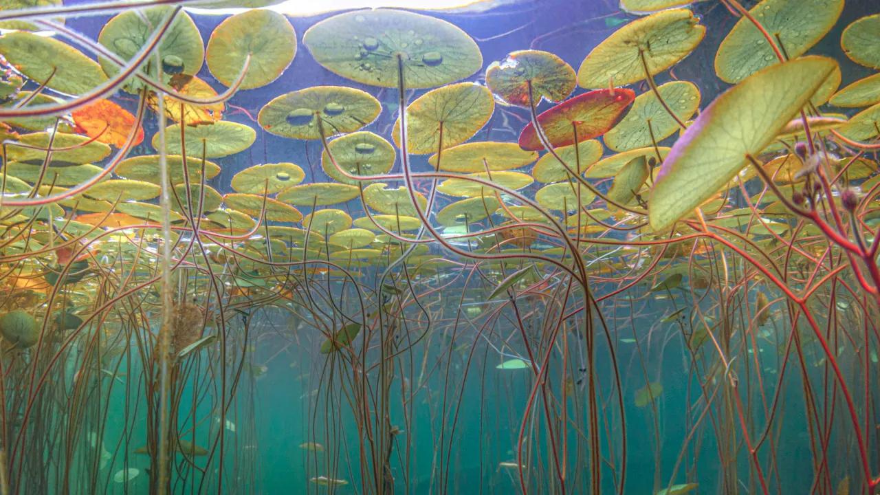 Under Monet's Pond 莫奈